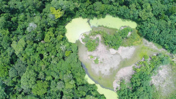 Vista de bosque amazónico desde dron.